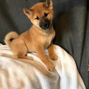 Meet your Posher, Sean